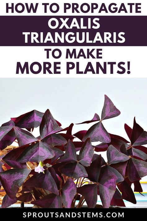 Shamrock Plant Care, Purple Shamrock Plant, Propagation Tips, Shamrock Plant, Clover Plant, Purple Shamrock, Oxalis Triangularis, Plant Care Houseplant, Butterfly Plants