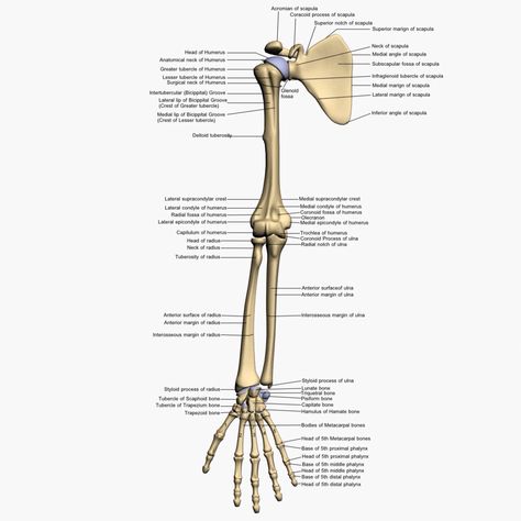 Arm bones Arm Bone Structure, Human Arm Anatomy, Bones Diagram, Hand Bone Anatomy, Anatomy Arm, Bones Human, Upper Limb Anatomy, Human Body Bones, Skeletal System Anatomy