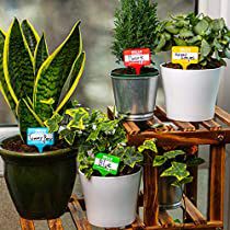 Check this out at Amazon Plant Name Tags, Mini Terrarium, Swiss Cheese Plant, Plant Help, Plant Tags, Plant Labels, Blue Ivy, Plant Markers, Tommy Boy