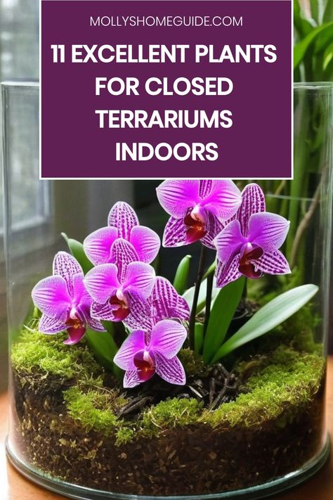 Discover the top plants for closed terrariums that thrive in high humidity. Essential plants like ferns, Fittonia, and Baby's Tears will bring life to your enclosed garden. Explore moss terrarium ideas with beautifully colored plants like Polka Dot Plant or Pink Princess Philodendron. Creeping plants such as Irish Moss add a whimsical touch to your little indoor oasis. Self Contained Terrarium, African Violet Terrarium Diy, Terrarium Bonsai Ideas, Small Closed Terrarium Ideas, Orchid Terrarium Ideas, Terrarium Plants Closed, Pitcher Plant Terrarium, Large Terrarium Ideas, Closed Terrarium Ideas Diy