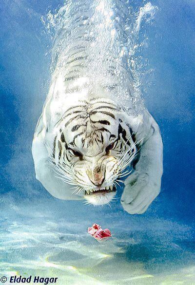 Tigre blanco bajo el agua Decorating Party, Big Animals, Cheetahs, Under Water, White Tiger, Hyena, Beautiful Animals, Fish Art, Animal Planet