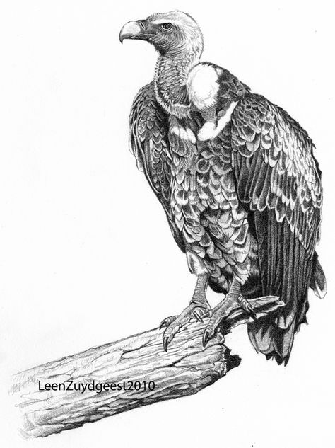 Turkey Vulture Drawing, Vultures Drawings, Turkey Vulture Tattoo, Condor Drawing, Vulture Sketch, Traditional Vulture Tattoo, Vulture Drawing, Vulture Illustration, Cartoon Vulture