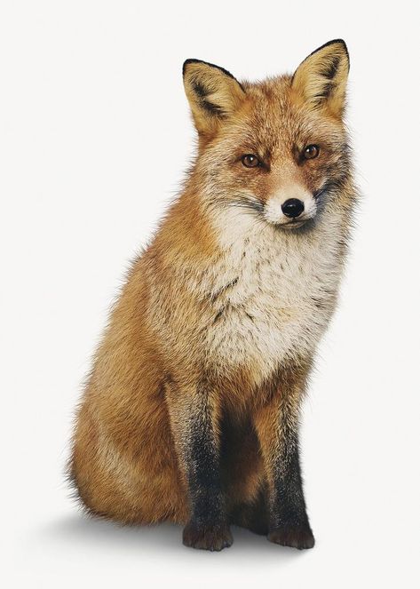 Brown fox isolated on white, real animal design psd | free image by rawpixel.com / PLOYPLOY Fox Printable, Fox Images, Photo Elements, Animal Printables, Fox Painting, Forest Fox, Digital Elements, Awesome Designs, Fox Fur Coat