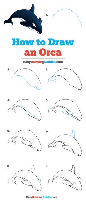 How to Draw Orca Orca References, Orca Tattoo Simple, Orca Drawing, Orca Pod, Orca Art, Step By Step Sketches, Easy Drawing Guides, Whale Drawing, Drawing Guides