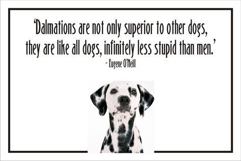 Dalmatian Quotes. QuotesGram Dalmatian Quotes, Pet Quotes Dog, Pet Dog Pictures, Wolf Funny, Dog Grooming Business, Dalmatian Dog, Black Lab Puppies, Dalmatian Dogs, Quotes By Authors