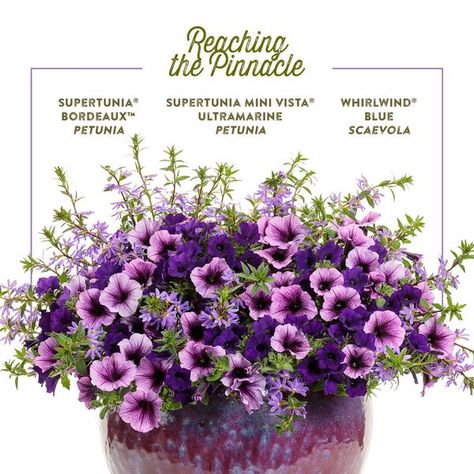 Pinnacle Recipes, Container Recipes, Proven Winners Plants, Container Ideas, Proven Winners, Container Flowers, Flowers Garden, Outdoor Ideas, Container Plants