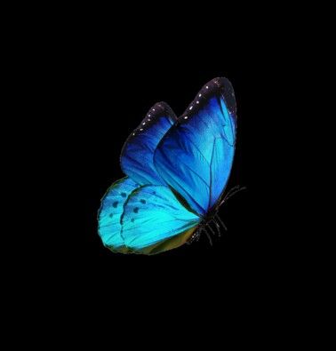 Aesthetic Butterfly Photos, Glowing Butterfly Wallpaper, Glowing Butterfly Png, Blue Wallpaper Butterfly, Glowing Blue Butterfly, Sunlight Png, Blue Profile, Glowing Butterflies, Glowing Butterfly