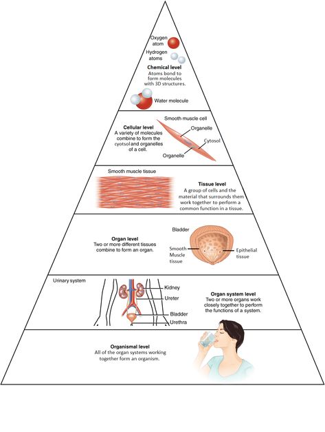 Structural Organization of the Human Body | Anatomy The Human Body Anatomy, Levels Of Organization, Smooth Muscle Tissue, Endocrine Disorders, Tissue Types, Human Body Anatomy, Organ System, Water Molecule, Skeletal Muscle