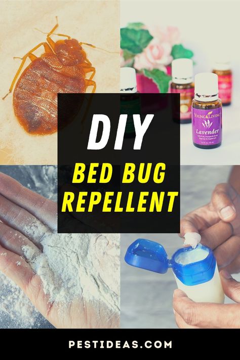 Learn easy bed bug repellent strategies and tips. Naturally get rid of bed bugs in your home- DIY Traps- Repel bed bugs fast #bedbugs #pestcontrol #pests How To Get Rid Of Bed Bugs Naturally, How To Get Rid Of Bed Bug Bites, Bed Bug Trap Diy, Homemade Bed Bug Spray, Bedbugs Get Rid Of, Kill Bed Bugs Fast, Getting Rid Of Bed Bugs Fast, Diy Bed Bug Spray, How To Get Rid Of Bed Bugs Fast Diy