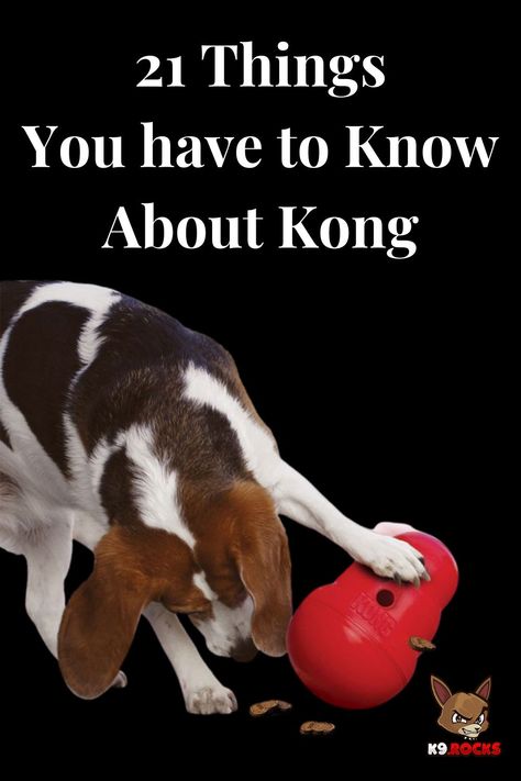 Do you ever think of having lots of treats on hand for your puppy? Whether you’re a new dog mom or dad looking for toys for your puppy, or a longtime pet parent hoping to spice things up with a new KONG for your large dog or small dog, we’ve got the ultimate guide to the different types of KONG toys and how to use them, as well as KONG recipes and more. Kong Treats, Kong Recipes, Teething Stages, Dog Bread, Kong Toys, Livestock Guardian, Dog Health Care, New Dog, Dog Biting