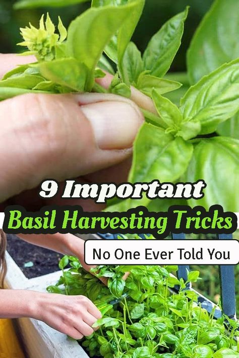 Are you a big fan of growing herbs? Do you want to learn some amazing Basil Harvesting Tricks No One Ever Told You? Read ahead! Harvest Basil, Storing Basil, Growing Herbs At Home, Preserving Basil, Harvesting Basil, Stacked Pots, Grow Herbs, Growing Basil, Basil Plant