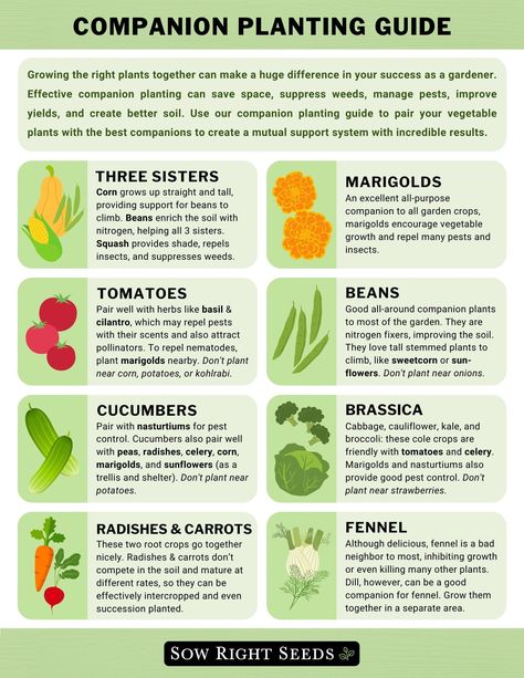 Homestead Garden Layout, Planting Chart, Vegetable Chart, Companion Planting Guide, Companion Planting Chart, Vegetable Planting, Companion Planting Vegetables, Companion Gardening, Gardening Tool Kit