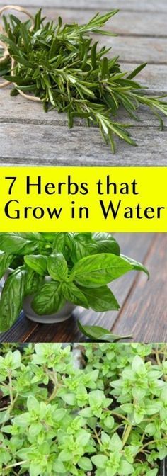 Indoor Vegetables, Indoor Herb, نباتات منزلية, Herb Gardening, Indoor Vegetable Gardening, Gardening Hacks, Aquaponics System, Indoor Herb Garden, Herbs Indoors