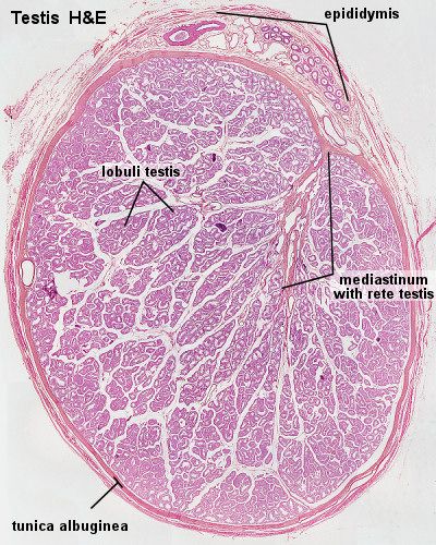 testes Male Reproductive System Histology, Tissue Biology, Nuclear Membrane, Male Reproductive System, Histology Slides, Cell Forms, Medicine Notes, Vet Medicine, Basic Anatomy And Physiology