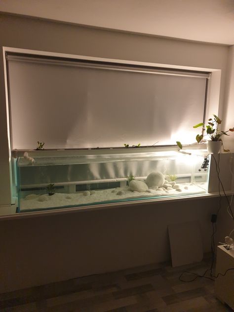 White Fish Tank Decor, Minimalist Fish Tank, Cute Aquarium Ideas, Minimalist Aquarium, Discus Aquarium, Fish Tank Themes, Aquarium Garden, Fish Tank Terrarium, Indoor Water Garden