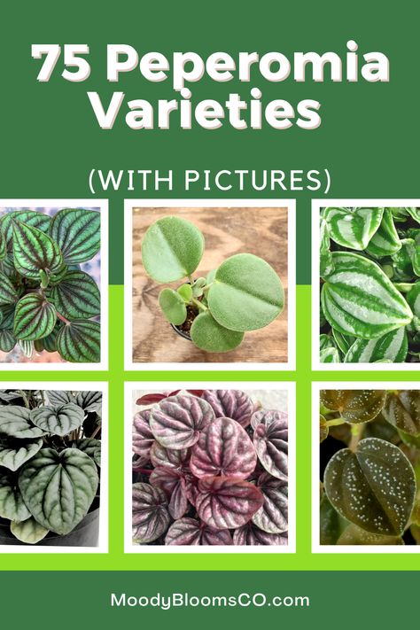 Peperomia Plant Types, Peperomia Plant Care Houseplant, Ruby Cascade Peperomia, Pilea Plant Varieties, Types Of Peperomia Plants, Peperomia Plant Varieties, Silver Peperomia, Rare Peperomia, Pepperoni Plant