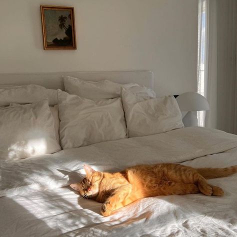 Cat Bedroom, Weekend Mood, Rest Up, Interiors Magazine, Orange Cats, Orange Tabby, Cat Aesthetic, Orange Cat, Dream Room