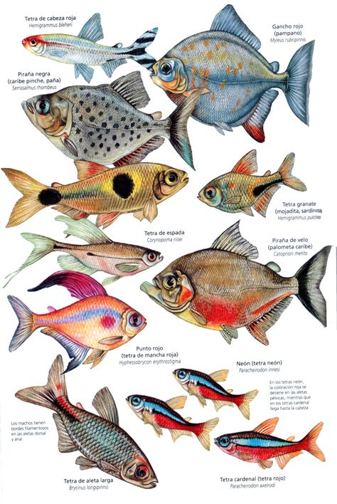 Tetra species Fish Chart, Creature Marine, Fish Artwork, Fish Illustration, Water Animals, Fish Drawings, Types Of Fish, Arte Inspo, Scientific Illustration