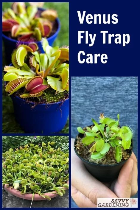 Venus Fly Trap Care: How to Water, Feed, & Tend This Carnivorous Plant Carnivorous Plants Care, Venus Fly Trap Terrarium, Venus Flytrap Plant, Venus Fly Trap Care, Carnivorous Plants Terrarium, Plant Knowledge, Plant Leaves Turning Brown, Plants Terrarium, Plants Care