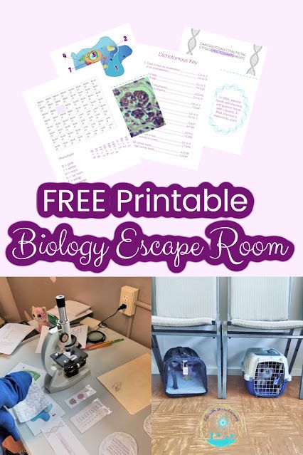 This printable biology escape room reviews several aspects of high school biology while building critical thinking skills and teamwork! Biology Games High Schools, High School Biology Projects, Biology Activities High School, Environmental Science Activities, Kids Critical Thinking, High School Biology Teacher, Biology Games, Escape Room Ideas, Biology Activity