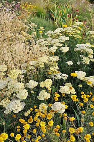 Yarrow Garden, White Perennial Flowers, Achillea Filipendulina, White Yarrow, Australian Native Garden, Perennial Flower, Medicinal Garden, Diy Garden Fountains, Backyard Flowers