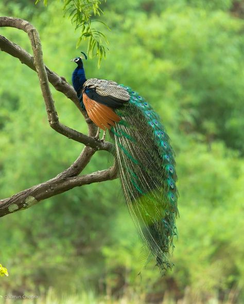 preading beauty ⠀ A peacock spreading feathers during monsoon.⠀ ⠀ Photography and Caption by @varunchopra17⠀ ⠀ Mention #dslrofficial for Peacock Spreading Feathers, Peacock Images, Peacock Photos, Tattoo Nature, Animals Tattoo, Peacock Pictures, Hawaii Wall Art, Underwater Animals, Peacock Painting