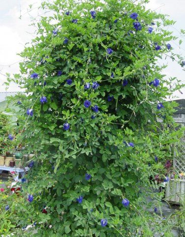 Organic Blue Aparajita Butterfly Pea Vine Clitoria ternatea - 8 Seeds Blue Flowers Garden, Cucumber Gardening, Indian Garden, Garden Hedges, Flax Flowers, Garden Vines, Butterfly Pea Flower, Butterfly Pea, Pea Flower