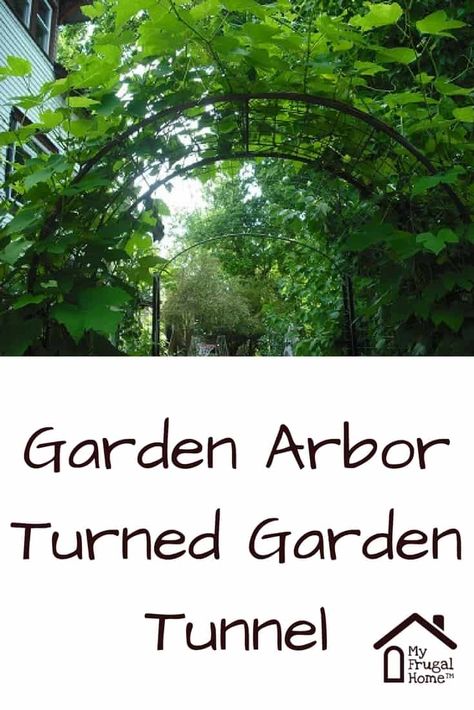 How to Turn a Garden Arbor into a Garden Tunnel Arbor Tunnel, Garden Tunnel, Codling Moth, Mason Bee House, Grape Arbor, Bee Houses, Family Recipe Book, Side Yard Landscaping, Mason Bees