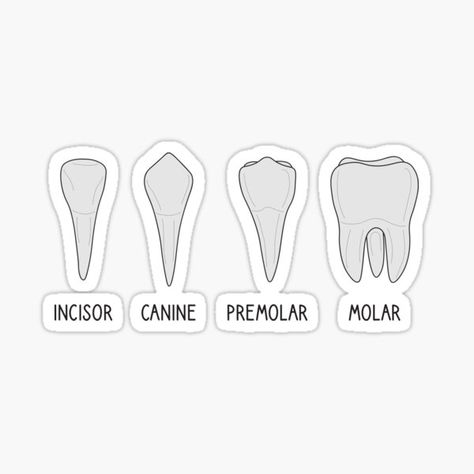 Types Of Teeth, Tooth Sticker, Dental Stickers Design, Dentistry Stickers Aesthetic, Dentistry Stickers Printable, Stickers For Dentist, Dental Assistant Study Guide, Tooth Illustration Dentists, Dental Assistant Study