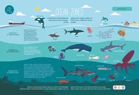 Kids Critical Thinking, Ocean Zones, Whale Graphic, Ocean Projects, Science Stem, Ocean Science, Indian History Facts, Creative Infographic, Infographic Poster