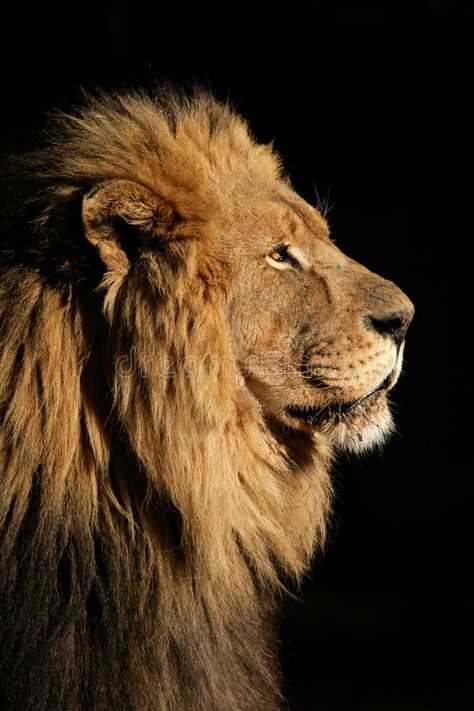 Big male African lion. Side portrait of a big male African lion (Panthera leo), , #sponsored, #lion, #Side, #portrait, #Big, #male #ad Lion Side View, Lion Profile, Lion Safari, Side Portrait, Panthera Leo, Lion Photography, Lion Wallpaper, Male Lion, Black Lion