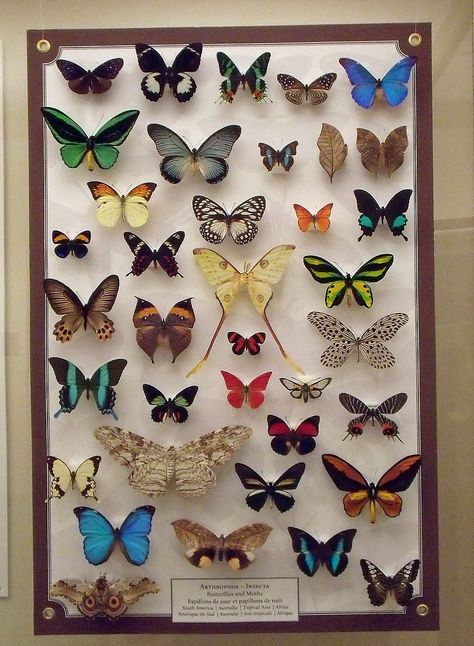 A butterfly collection Butterfly Taxidermy, Regnul Animal, Insect Taxidermy, Insect Collection, Butterfly Collection, Vulture Culture, Natural Curiosities, Paper Butterflies, Paper Butterfly