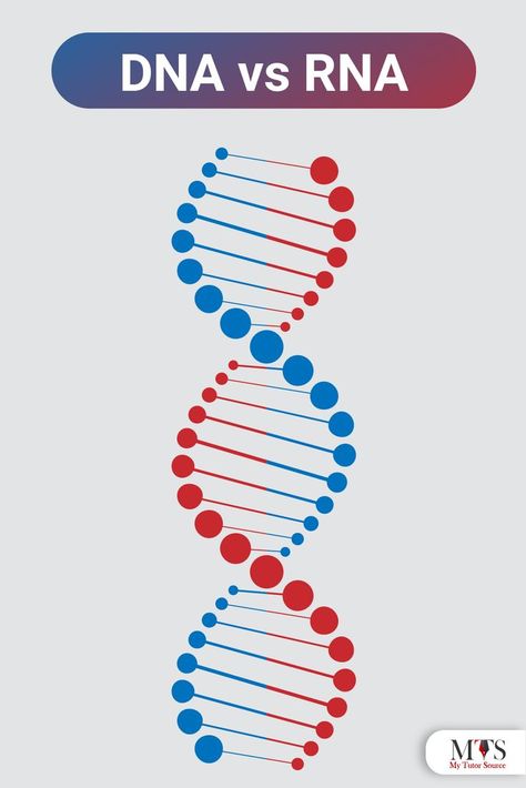 DNA vs RNA: Top 8 Common Differences! What Is Dna, Dna Sequencing, Dna Vs Rna, Dna Transcription And Translation, Dna Repair Mechanisms, Do You Know What, Did You Know