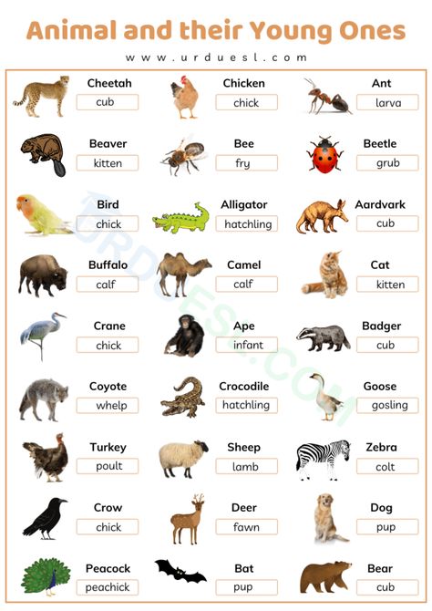 Animals and their Young Ones with Name, Chart, Pdf, and Worksheet Animals And Their Young Ones, Young Ones Of Animals, Animals Name List, Animals And Their Homes, Animal Pictures For Kids, Animals Name In English, Dictionary For Kids, Animal Lessons, Different Types Of Animals