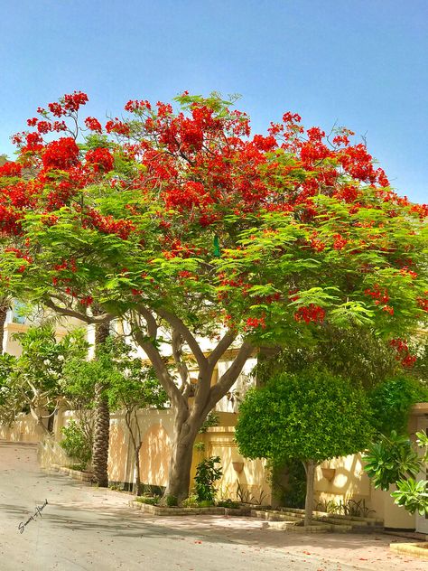 Delonix Regia Tree Delonix Regia, Crochet Shell, Shell Stitch, The Palms, Ornamental Trees, Brick House, Madagascar, Planting, Natural Beauty