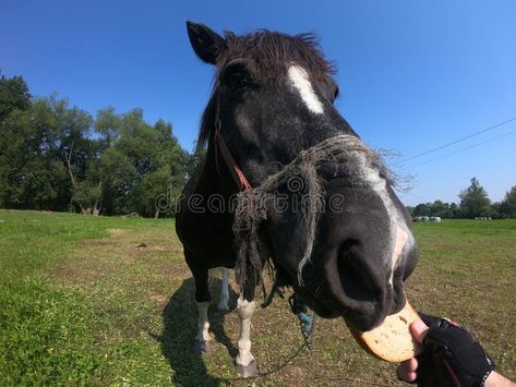 Horse feeding POV stock photo Horse Feeding, Horse Feed, Beautiful Horse, Vector Artwork, Beautiful Horses, Photo Image, Close Up, Vector Free, Horses