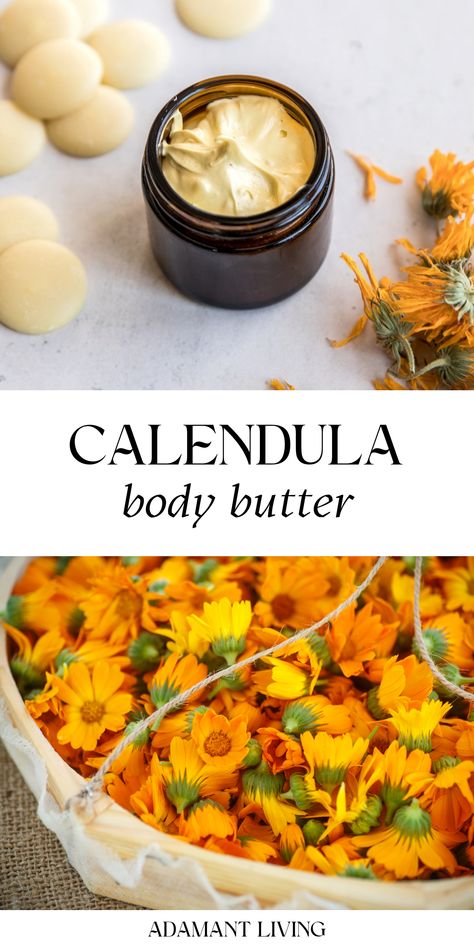 Calendula Body Butter: DIY Body Butter Recipes Body Butter Recipes, Diy Body Butter Recipes, Body Butter Recipe, Herbal Remedies Recipes, Homemade Body Butter, Salve Recipes, Diy Body Butter, Lotion Recipe, Herbal Skin Care