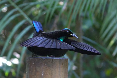 Rifle Bird of Paradise... Atherton Tablelands, World Birds, Therapy Animals, Australian Flora, Most Beautiful Birds, Bird Watcher, Australian Birds, Pretty Animals, Exotic Birds