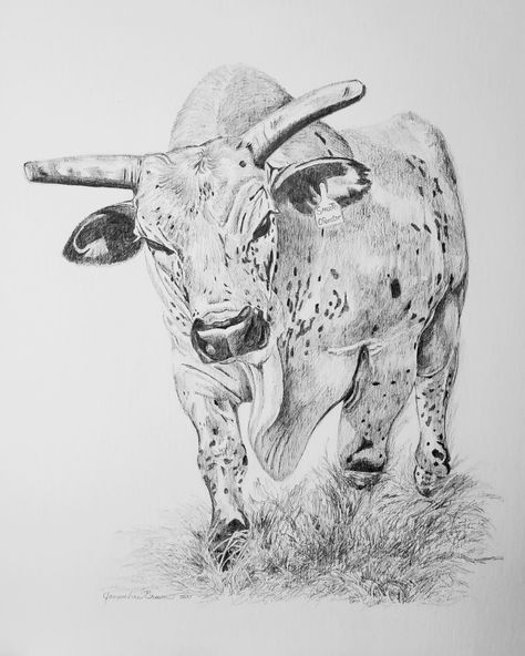 Western Pencil Drawings Cowboy Art, Bull Riding Drawing, Bucking Bull Tattoo, Western Pencil Drawings, Western Things To Draw, Rodeo Drawings, Redo Tattoo, Longhorn Drawing, Bull Head Drawing