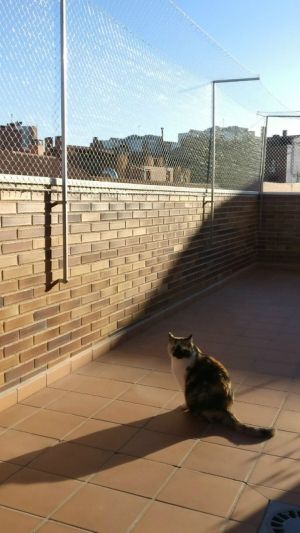 ¿Por qué se caen los gatos de una ventana o terraza? ¿Qué les mueve, de golpe, a escaparse de casa? Las razones por las que es fundamental que tengamos nuestra vivienda protegida las comentamos anteriormente. También vimos las distintas formas que tenemos de proteger las ventanas. Ahora vamos a ver las opciones para terrazas y balcones. … Backyard Secret Garden, Cat Proof Balcony, Cat Tunnel Outdoor, Zen Garden Backyard, Peaceful Backyard, Backyard Lounge, Sanctuary Garden, Lush Backyard, Outdoor Cat Tunnel