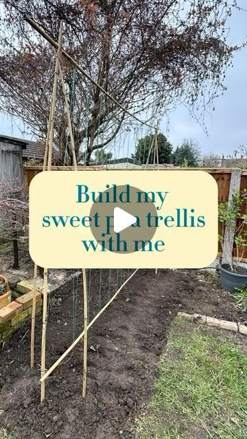 Life with Jo on Instagram: "Build a cheap and easy sweet pea trellis with me in 15 minutes. You need 8 garden canes and a ball of garden twine / string. The completely crazy hair is optional 😬" Sweetpea Trellis, Sweet Pea Trellis Ideas, Diy Pea Trellis, Pea Trellis Ideas, Trellis For Peas, Twine Trellis, Sweet Pea Trellis, Cheap Trellis, Sweet Pea Garden