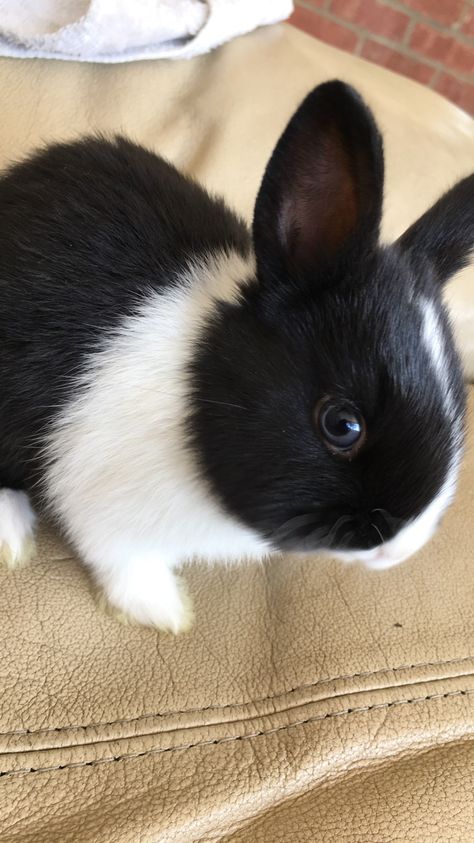 Rabbit Black And White, Bunny Black And White, Dutch Bunny, Black And White Bunny, Mini Lop Bunnies, Crazy Bunny Lady, Bunny Pics, Black And White Rabbit, Rabbit Life