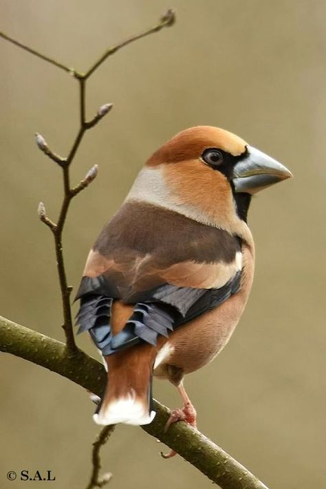 Hawfinch, Bullfinch, Dull Colors, Lovely Creatures, Goldfinch, Exotic Birds, Small Birds, Animal Kingdom, Beautiful Nature