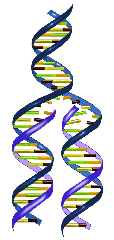 Biotechnology: Basic Rules of DNA Replication Replication Of Dna, Biology Genetics, Dna Facts, Dna Genetics, Dna Replication, Life Code, Dna Molecule, Dna Genealogy, Brain Anatomy