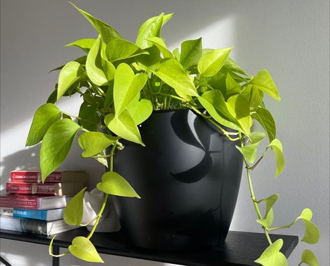 💧 What Is The Best Way To Water a Golden Pothos? Golden Pathos, Dry Throat, Moisture Meters, Golden Pothos, Pothos Plant, New Roots, Yellow Leaves, Red Flag, Companion Planting