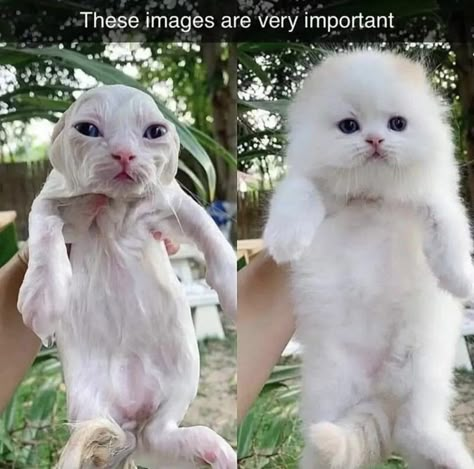 Gatos Cool, Cat Hacks, Wet Cat, Silly Cats Pictures, Silly Animals, White Cats, Cute Kittens, Silly Cats, Beautiful Cat