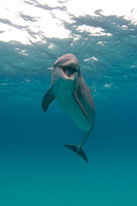 The dolphin is the only mammal that gives birth with the tail first instead of the head. Bottlenose Dolphin, A Dolphin, Beautiful Sea Creatures, Marine Mammals, Backstreet Boys, Ocean Creatures, Marine Animals, Ocean Animals, In The Ocean