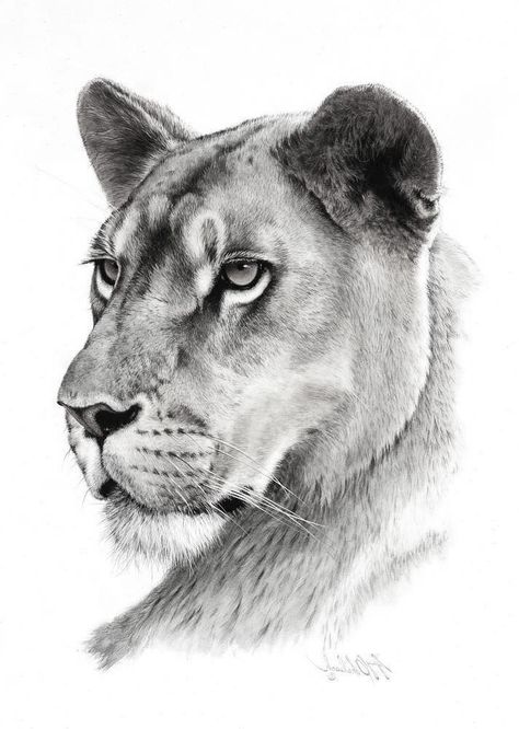 Lioness Tattoo Design, Female Lion Tattoo, Lion Art Tattoo, Big Cat Tattoo, Lion Sketch, Lioness Tattoo, African Tattoo, Female Lion, Lion Head Tattoos