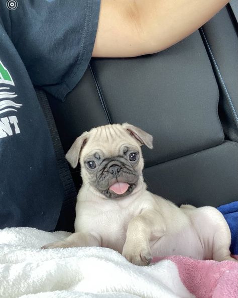 11 week old pug puppy female Pugs For Sale, Teacup Pug, Pug Puppies For Sale, Old Pug, Device Storage, Pug Puppies, Puppies For Sale, Pug, French Bulldog