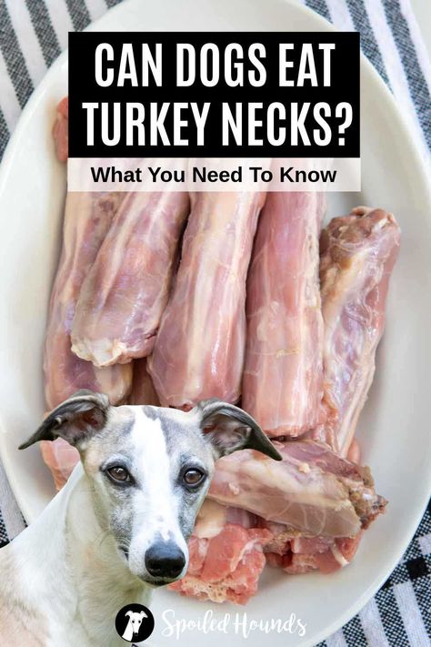 Can dogs eat turkey necks? Keep your dog safe and find out what you need to know about dogs eating turkey necks including raw, cooked, dehydrated, and smoked ones. What To Do With Turkey Neck And Giblets, Homemade Turkey Dog Food Recipes, Turkey Dog Food Recipes, Ground Turkey Dog Food, Turkey Dog Food, Turkey Neck Recipe, Turkey Giblets, Pet Turkey, Gizzards Recipe